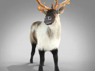 Fur Reindeer Rigged Blender  Low-poly 3D model