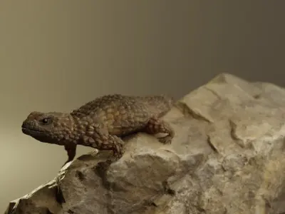 Armadillo Lizard 3D model