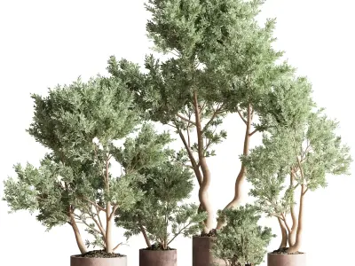 IndoorPlantSet22 eucalyptus trees in concrete pots 3D model