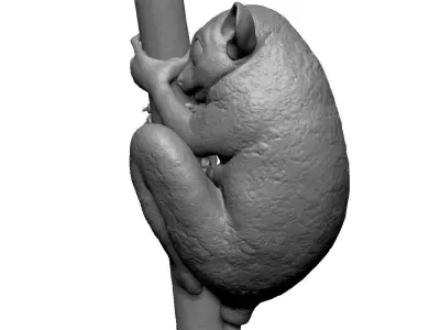 Tarsier gripping a branch 3D model