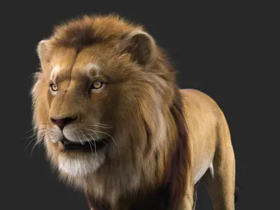 Realistic Lion Rigged  3D Model with XGen Fur- Animation  Ready Low-poly 3D model