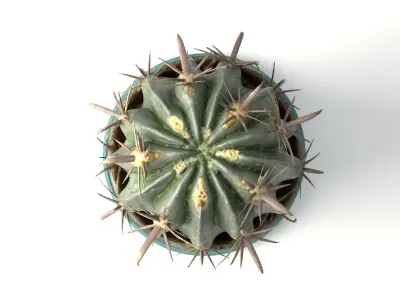 Cactus pot-plant 2 -blue vase 3D model