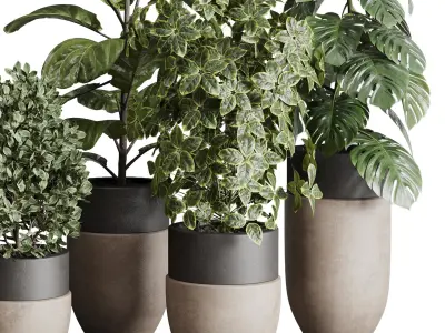 Collection indoor plant ficus lyrata monstera longhi godwin vase 3D model