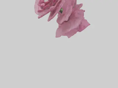 Dianthus model Low-poly 3D model