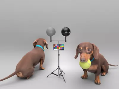 Dachshund dog playing with toy 31 Low-poly 3D model