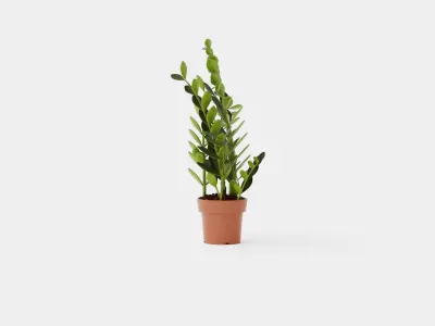 Zamioculcas zamiifolia Low-poly 3D model