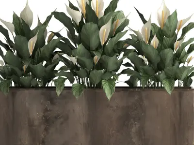 Spathiphyllum in a flowerpot for the interior 943 3D model