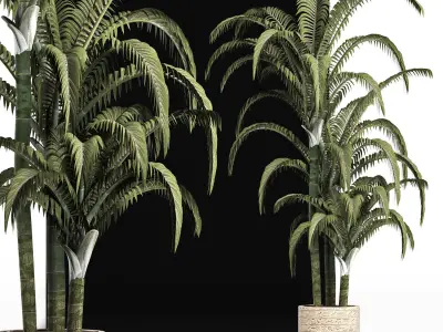Plants Collection 161 Egyptian Palm 3D model