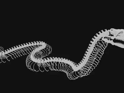 Anaconda skeleton 3D model
