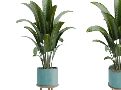 Bird of paradise pot plant 3D model