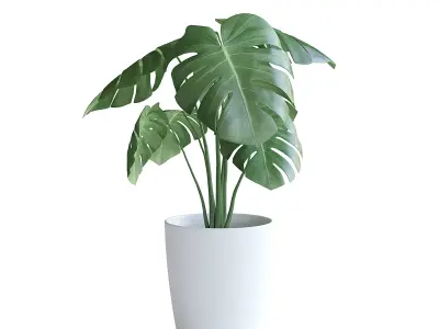 Monstera Plant II 3D model