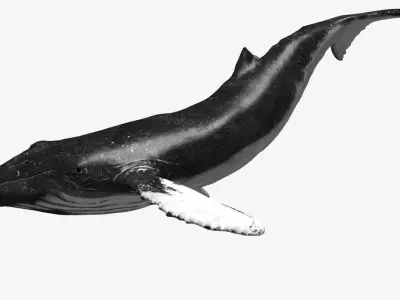 Humpback whale Low-poly 3D model