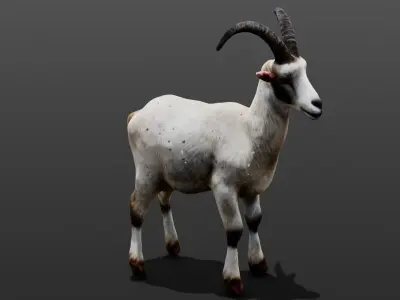  Goat 3D Model Low-poly 3D model