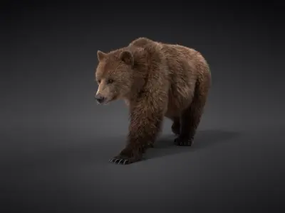 Female Brown Bear Animated 3D model