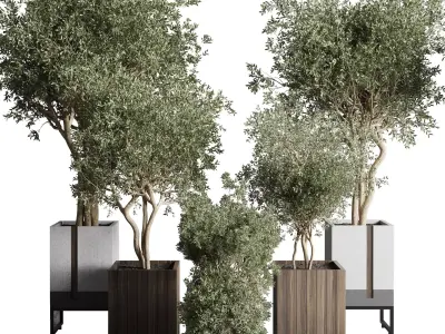 Box pot plant and tree shrub bush indoor plant set  3D model