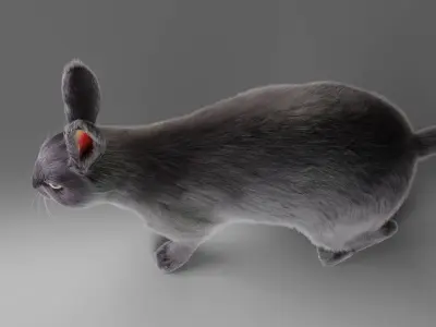 Fur Rabbit Gray V02 NO Rigged Low-poly 3D model