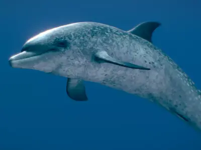 Atlantic Spotted Dolphin 3D model