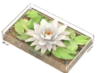 Decorative Set of Water Lily 3D model