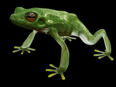 Tree Frog  3D model