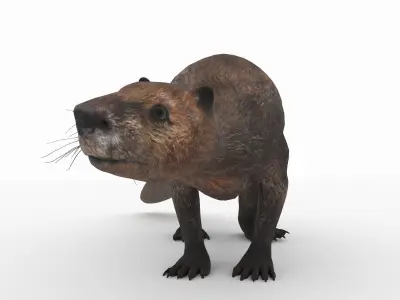 Beaver 3D model