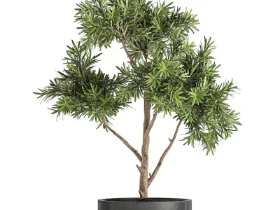 Decorative tree in a black flowerpots 741 3D model