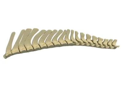 3D Animal Spinal Column 78 3D model