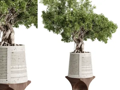 Bonsai Tree plants in a stand pot - Indoor Plant 697 3D model
