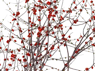 Griffe Montenapoleone vases with flowers 3D model