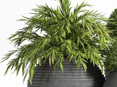 Outdoor Plants tree 07 3D model