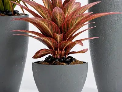 Decorative plant set-10 3D model