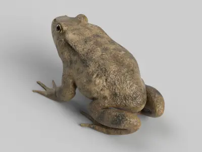 Toad Frog 3D model