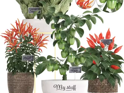 Decorative plants for the kitchen 387 peppers 3D model