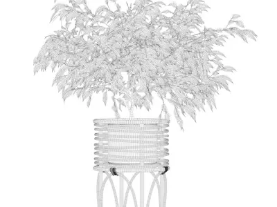 Ficus benjamina in rattan stand 3D model
