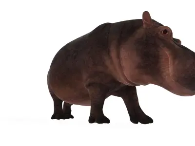 Realistic River Hippopotamus Rigged 3D Model 3D model