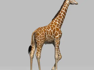 Giraffe 3D model