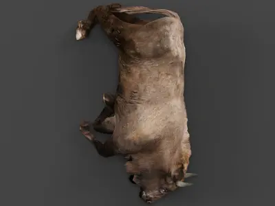European bison Calf Low-poly 3D model
