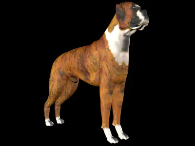 Dog Wheelchair 3D model