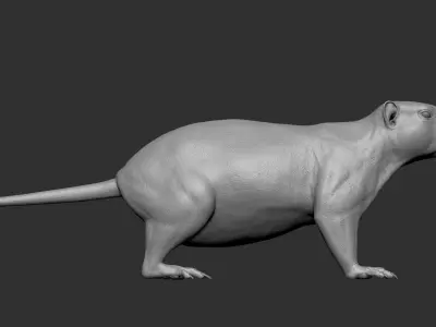 VFX Ready marmot 3d model 3D model