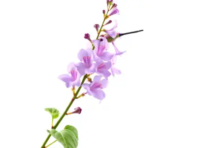 Lavender Floral Stalk model pack Low-poly 3D model