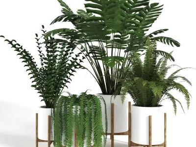Indoor Plant Collection