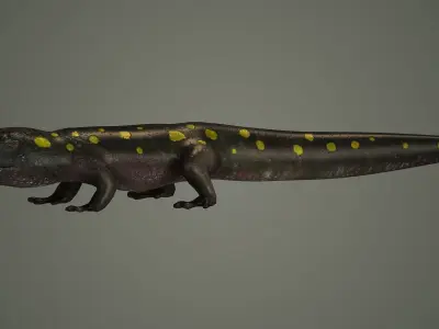 salamander reptile lizard animals nature iguana newt 3D model