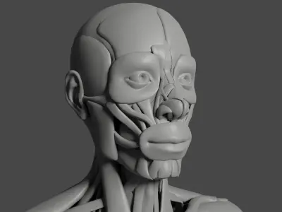 anatomy 3d model human skeleton - human skeleton 3D model