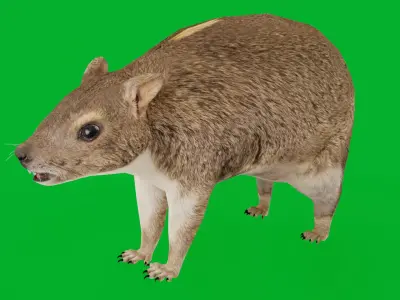 Yellow Spotted Rock Hyrax Low-poly 3D model