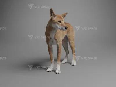 Australian Dingo Animation - VFX Grace 3D model