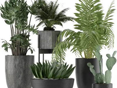 Plants Collection 19 3D model