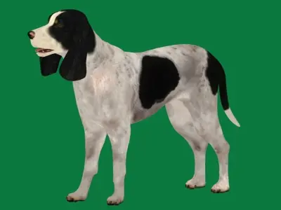 Ariegeois Dog Low-poly 3D model