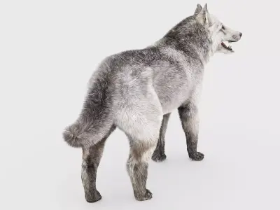 WHITE WOLF Rigged 3D model
