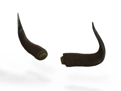 Bull Horns Low-poly 3D model