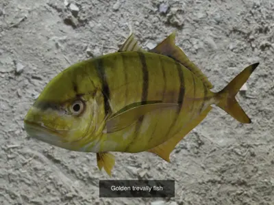 Fishes fish swimming in water 3D Model Collection