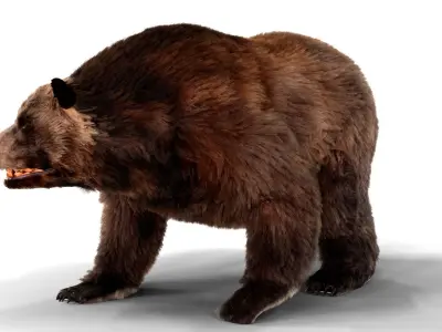 Fur Brown Bear animated  Low-poly 3D model